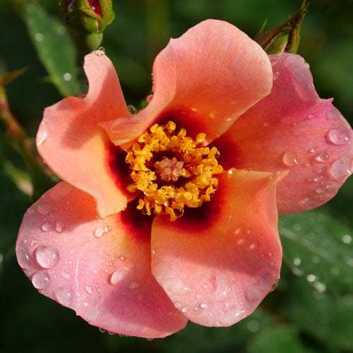 Close‑up of Ringo All‑Star Rose flower showing pink and orange petals