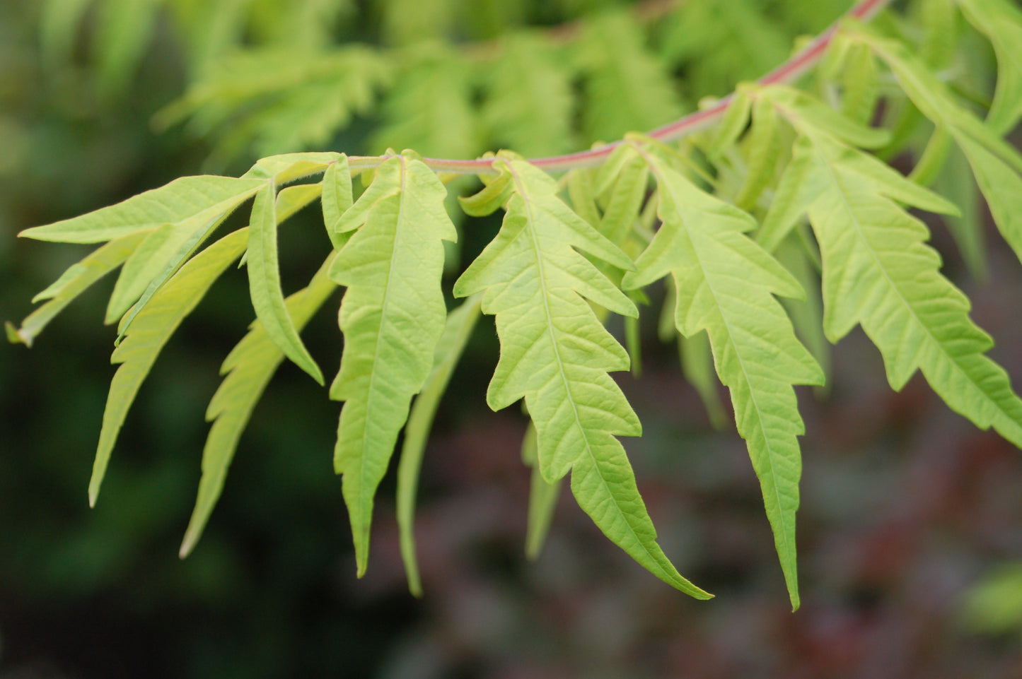 Close‑up of Tiger Eyes® Sumac leaves
