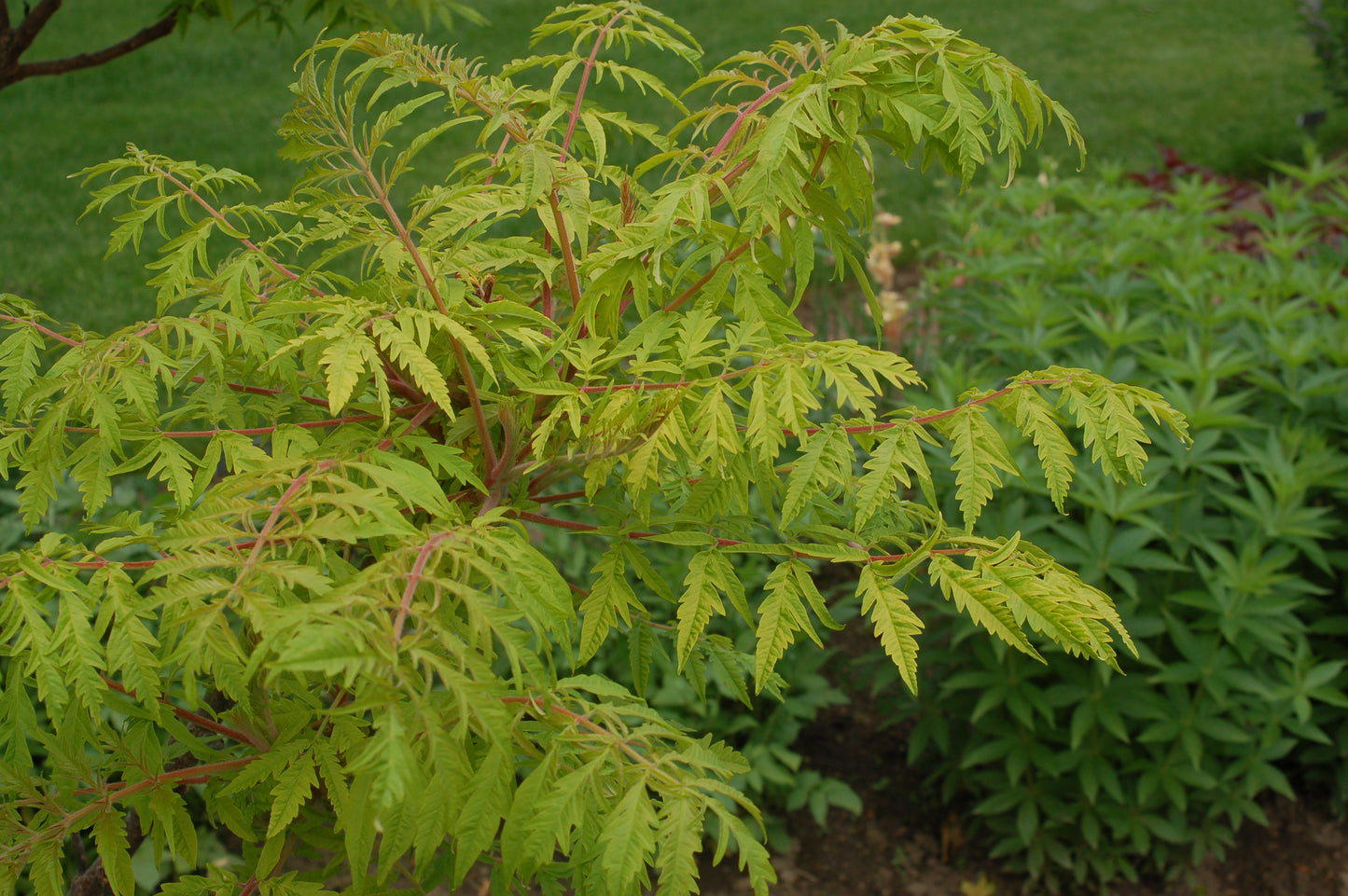 Close‑up of Tiger Eyes® Sumac leaves with finely cut, bright yellow‑green foliage