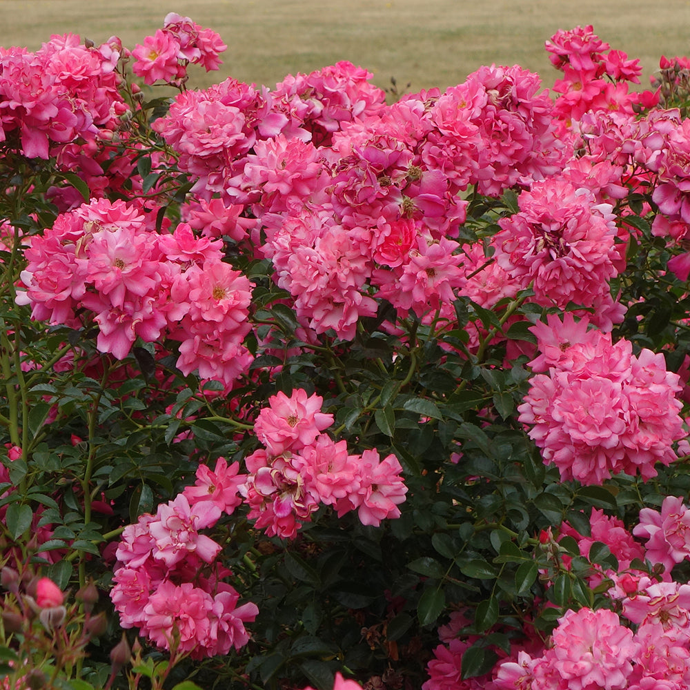 Close‑up of bright pink Flower Carpet® rose blooms