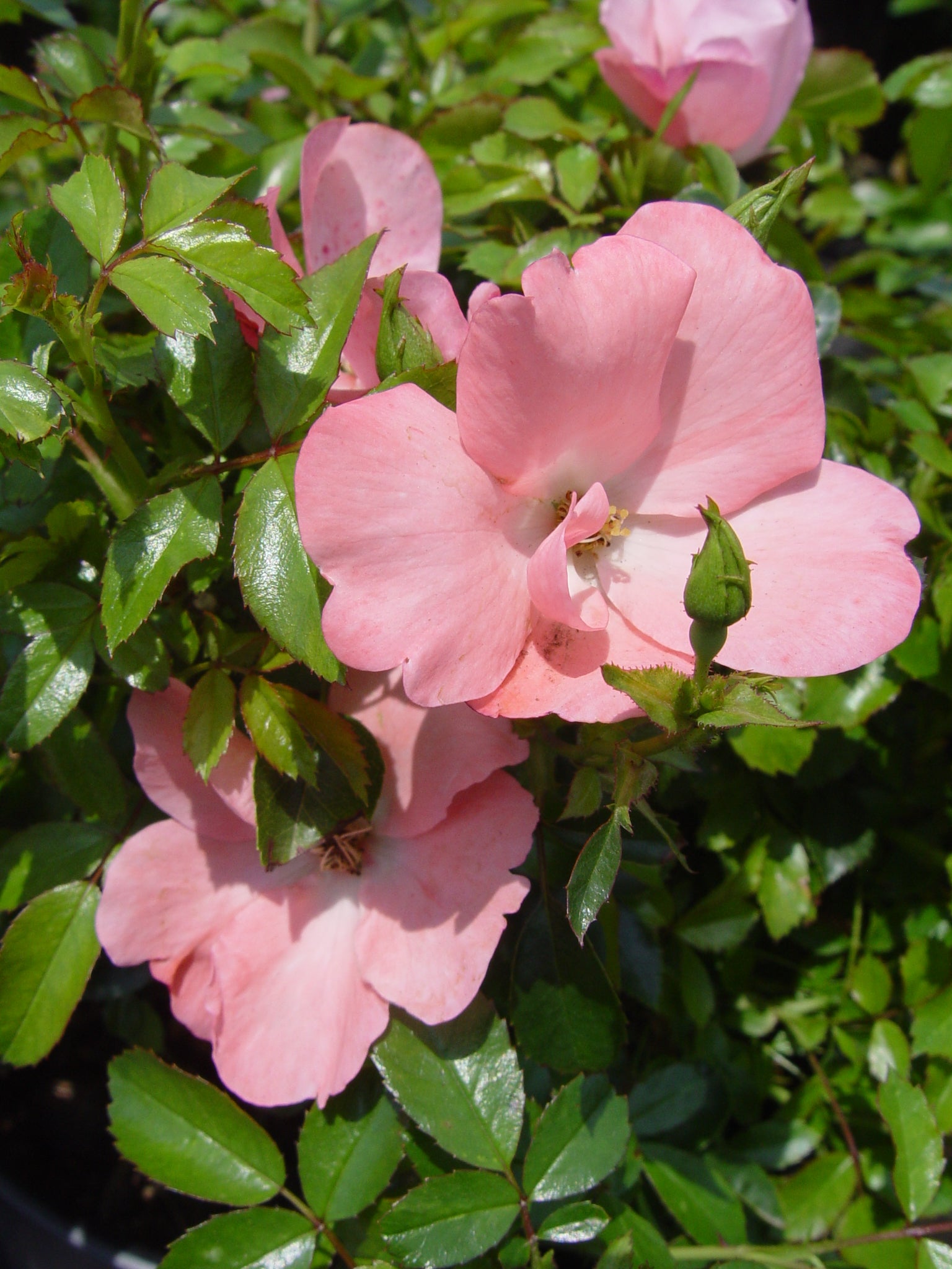 Close‑up of coral Flower Carpet rose blossoms with dark green groundcover foliage.
