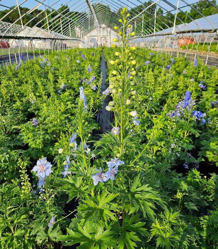 Close‑up of electric blue delphinium flowers on upright stems