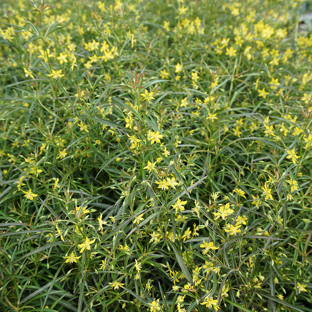 Close‑up of lance‑leaved loosestrife foliage and bright yellow blooms.
