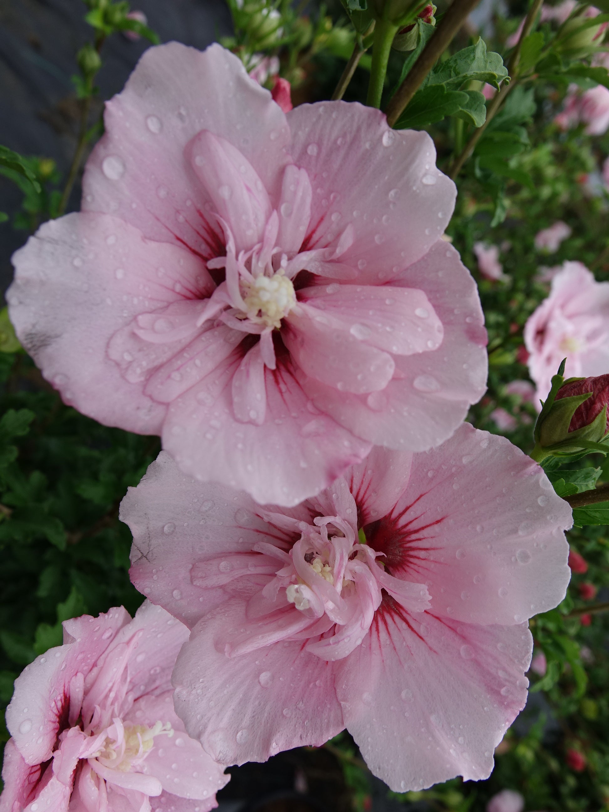 Close‑up of light pink double hibiscus flowers on a Pink Chiffon Rose of Sharon shrub showing layered petals