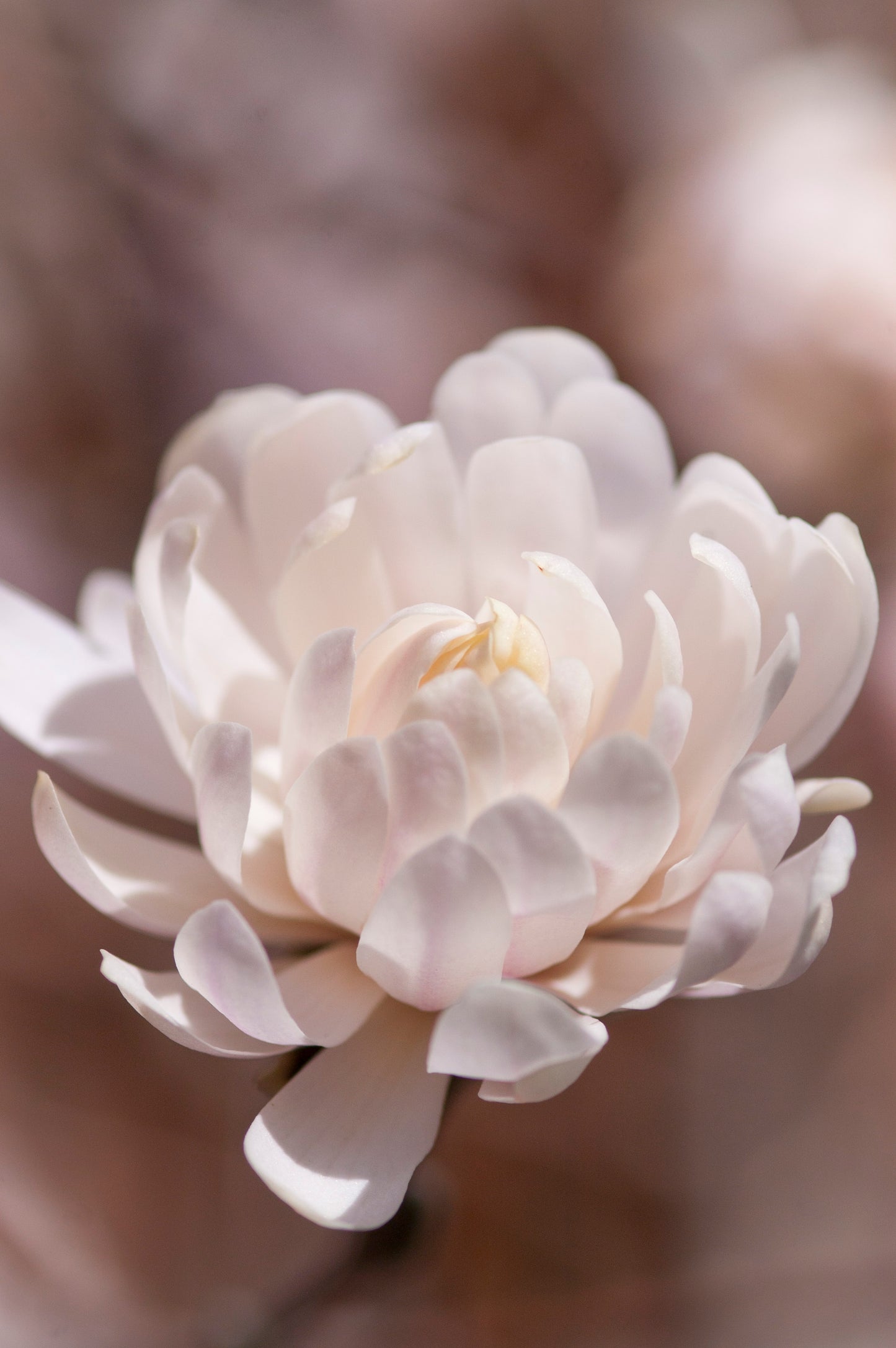 Close‑up of light pink, star‑shaped Magnolia stellata ‘Centennial Blush’ flowers in spring