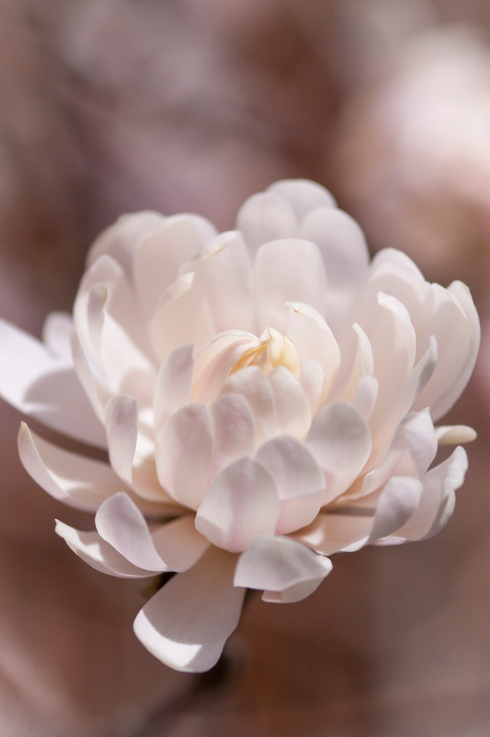 Close‑up of light pink, star‑shaped Magnolia stellata ‘Centennial Blush’ flowers in spring