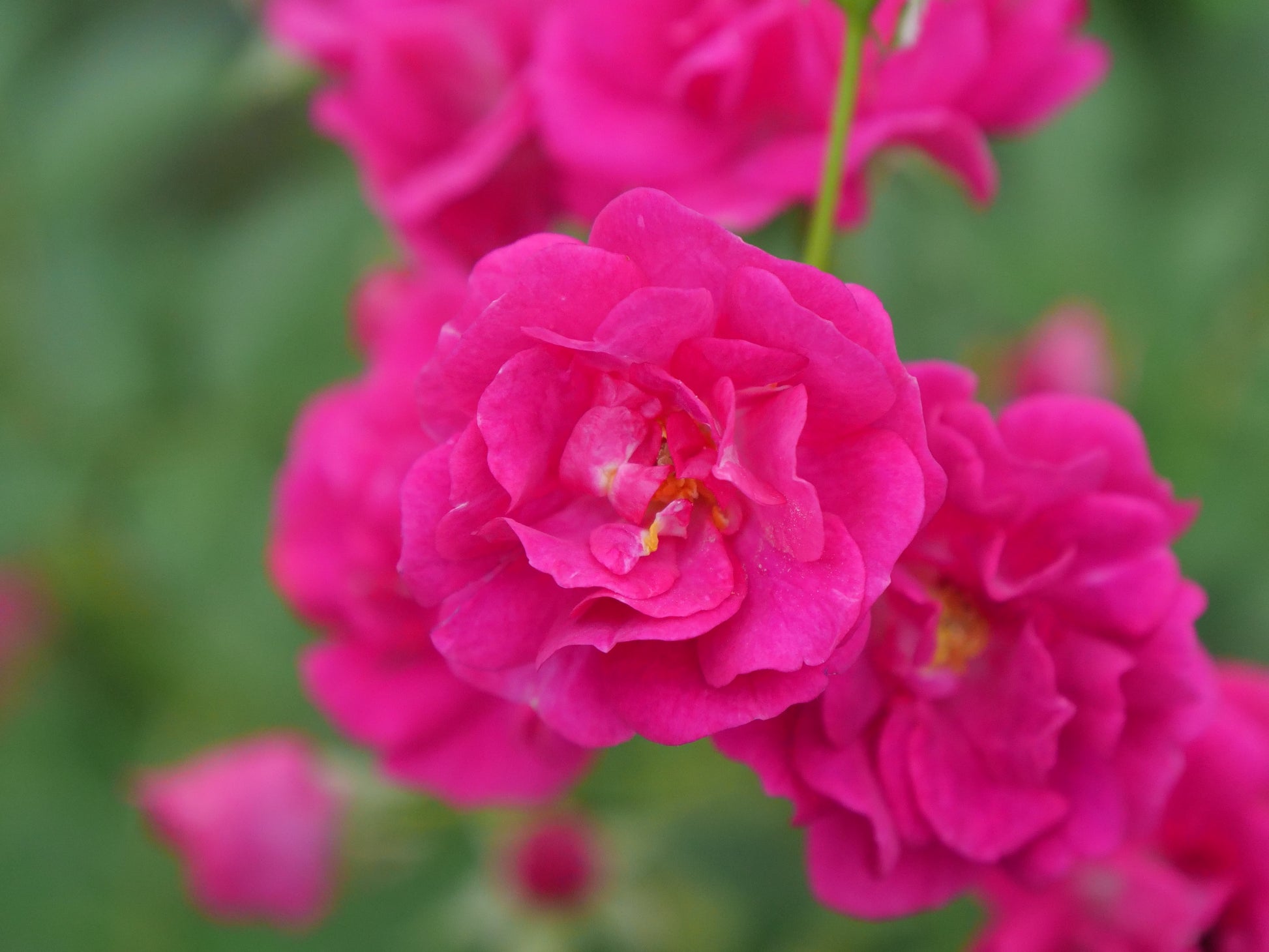 Close‑up of pink rose blooms