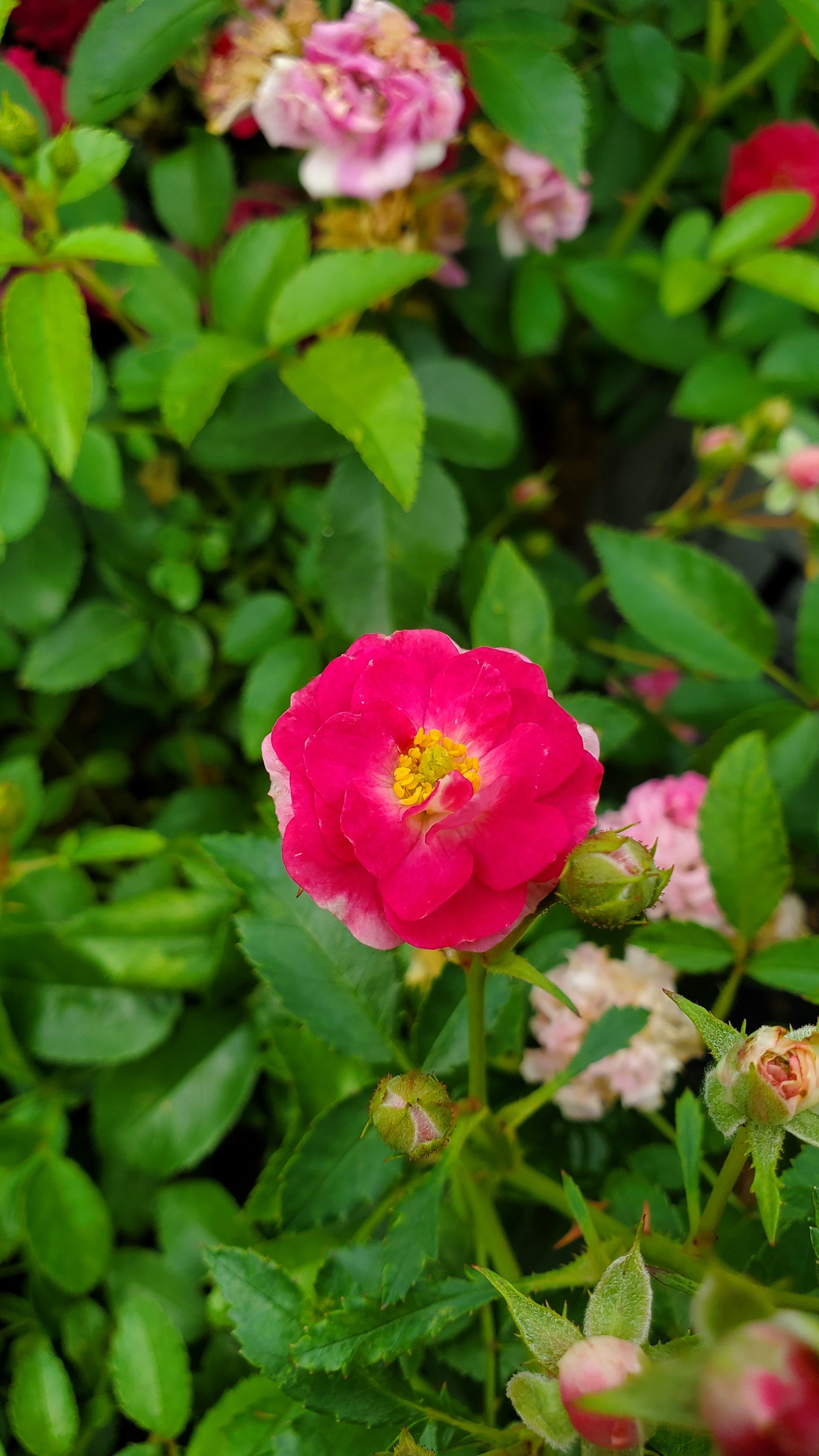 Close‑up of pink rose blooms on Oso Easy Peasy™ Rose