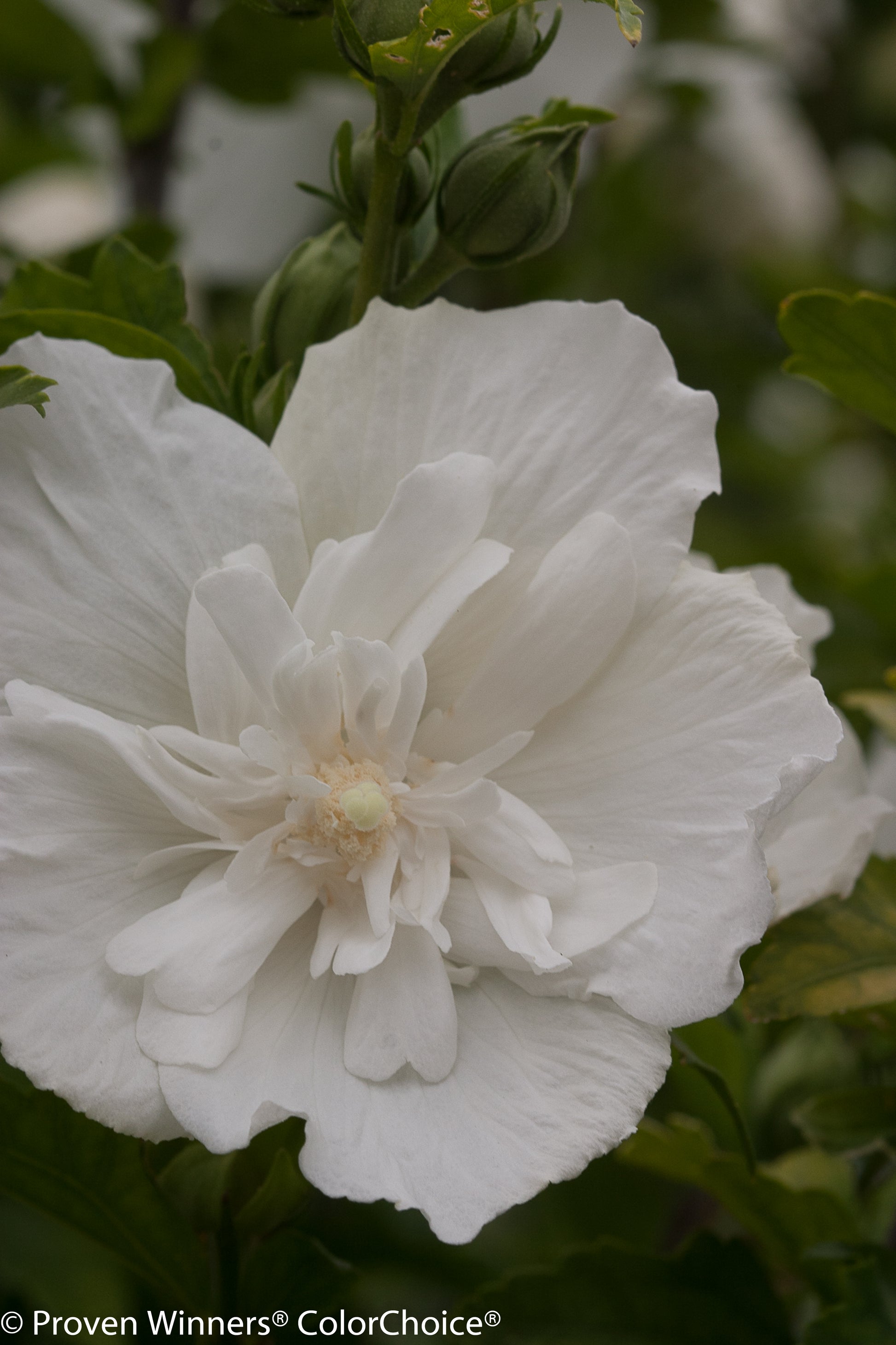 Close‑up of pure white Rose of Sharon blooms with frilly petals against dark green leaves