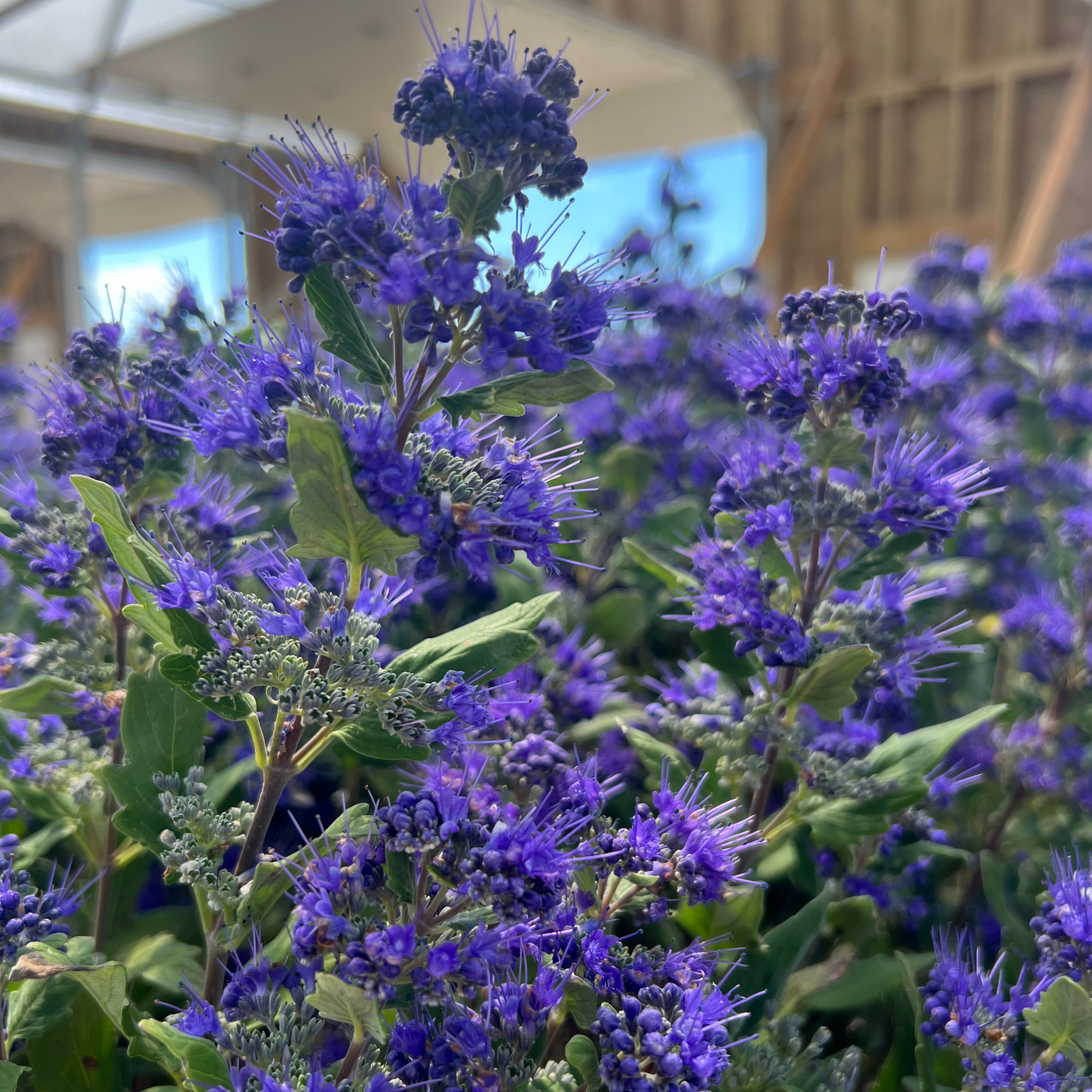 Close‑up of vibrant purple flowering plants