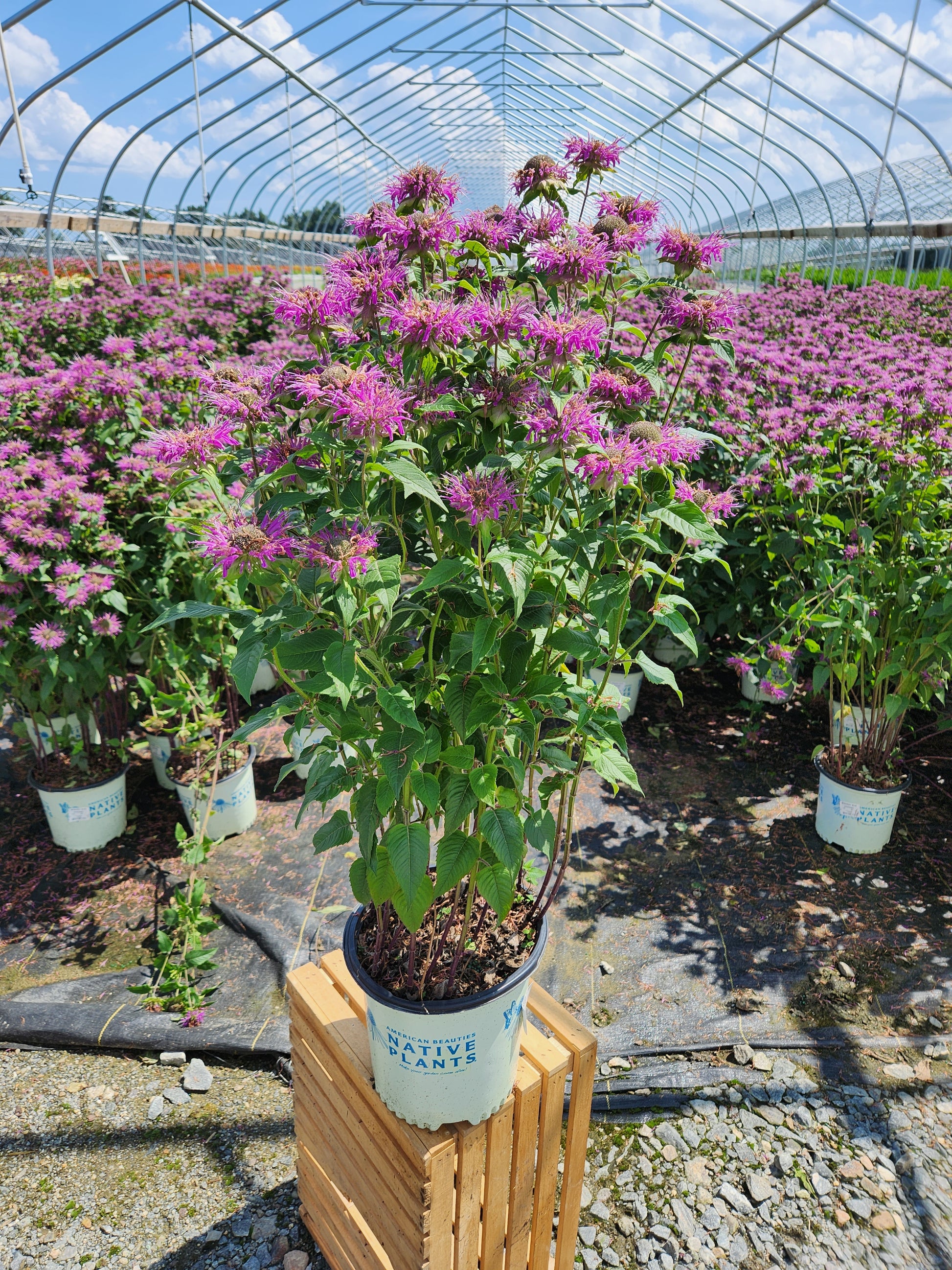 Close‑up of violet‑purple bee balm blooms and green foliage