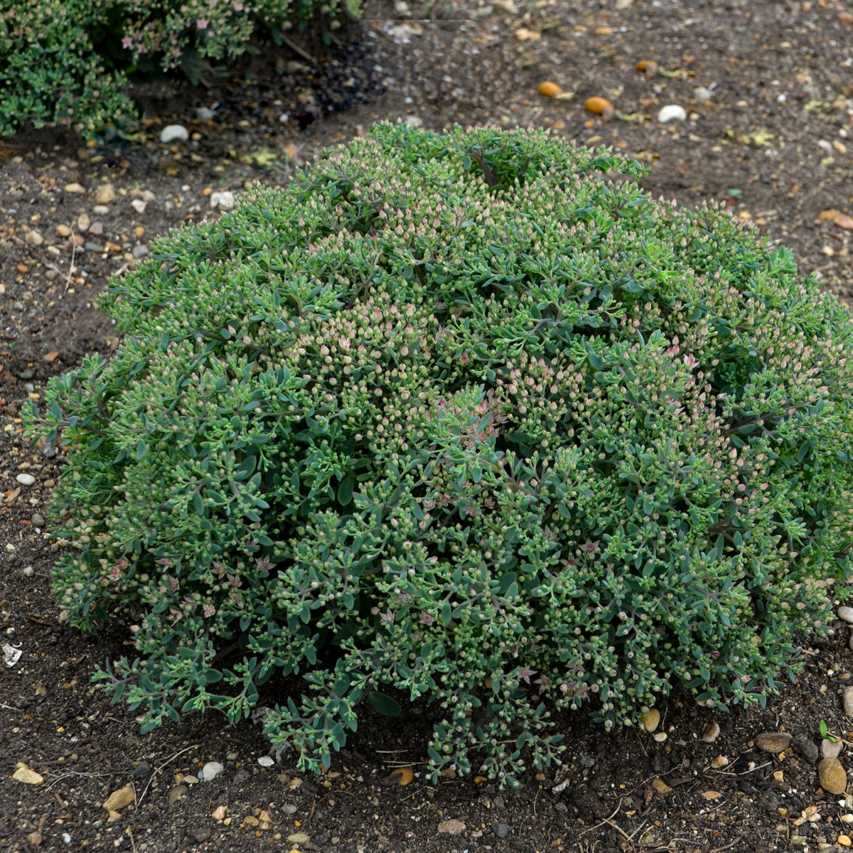 Close‑up view of Rock ‘N Round® Pride and Joy Stonecrop showing rounded mound of succulent leaves and vibrant dark pink blooms