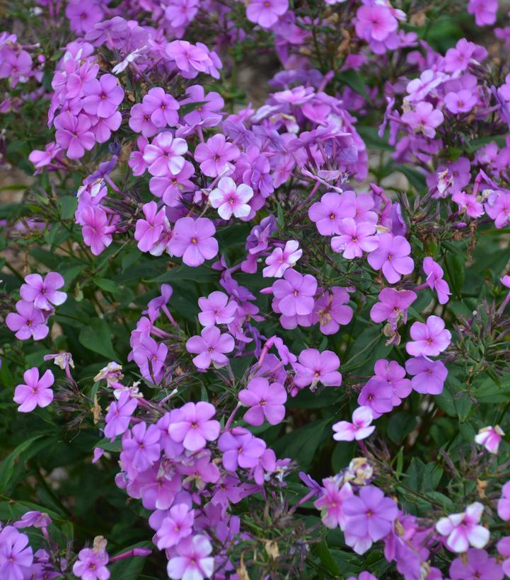 Cloudburst Tall Cushion Phlox full of blooms