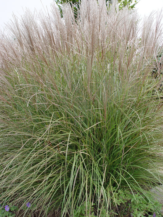 Clump of dwarf maiden grass with fine textured foliage, showing pink flowers in August.