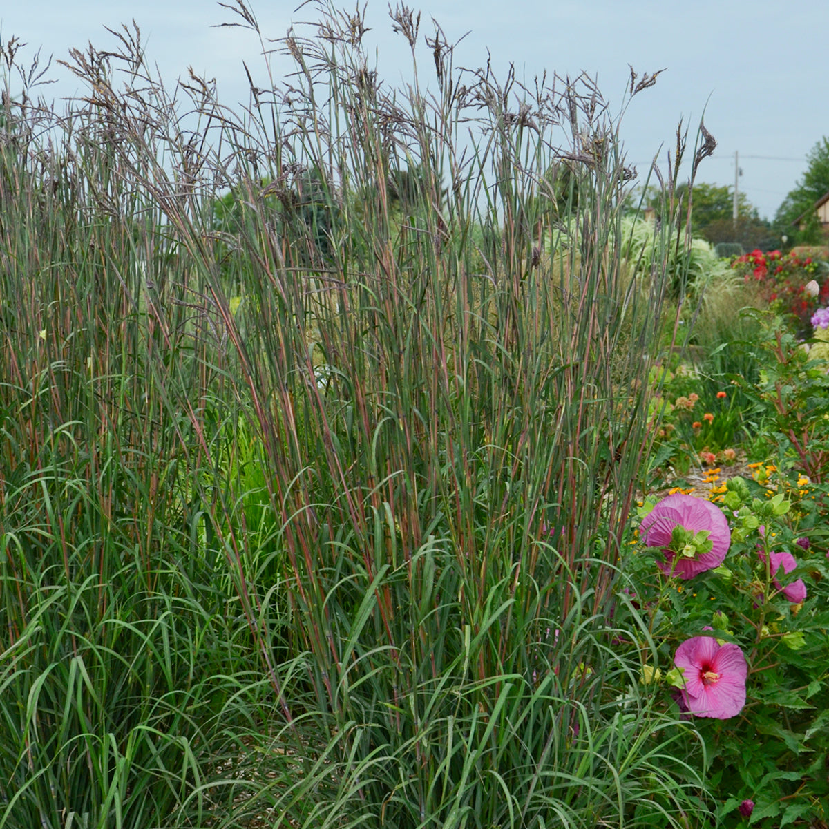 Clumping Big Bluestem grass plant with upright green blades in a nursery container