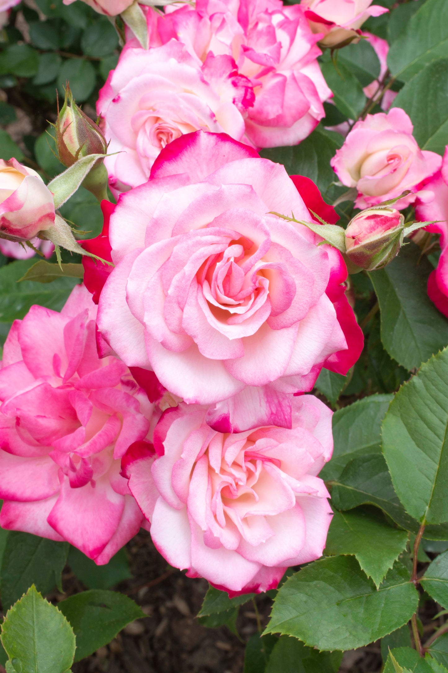 Cluster of Candy Cane Cocktail™ Rose blooms