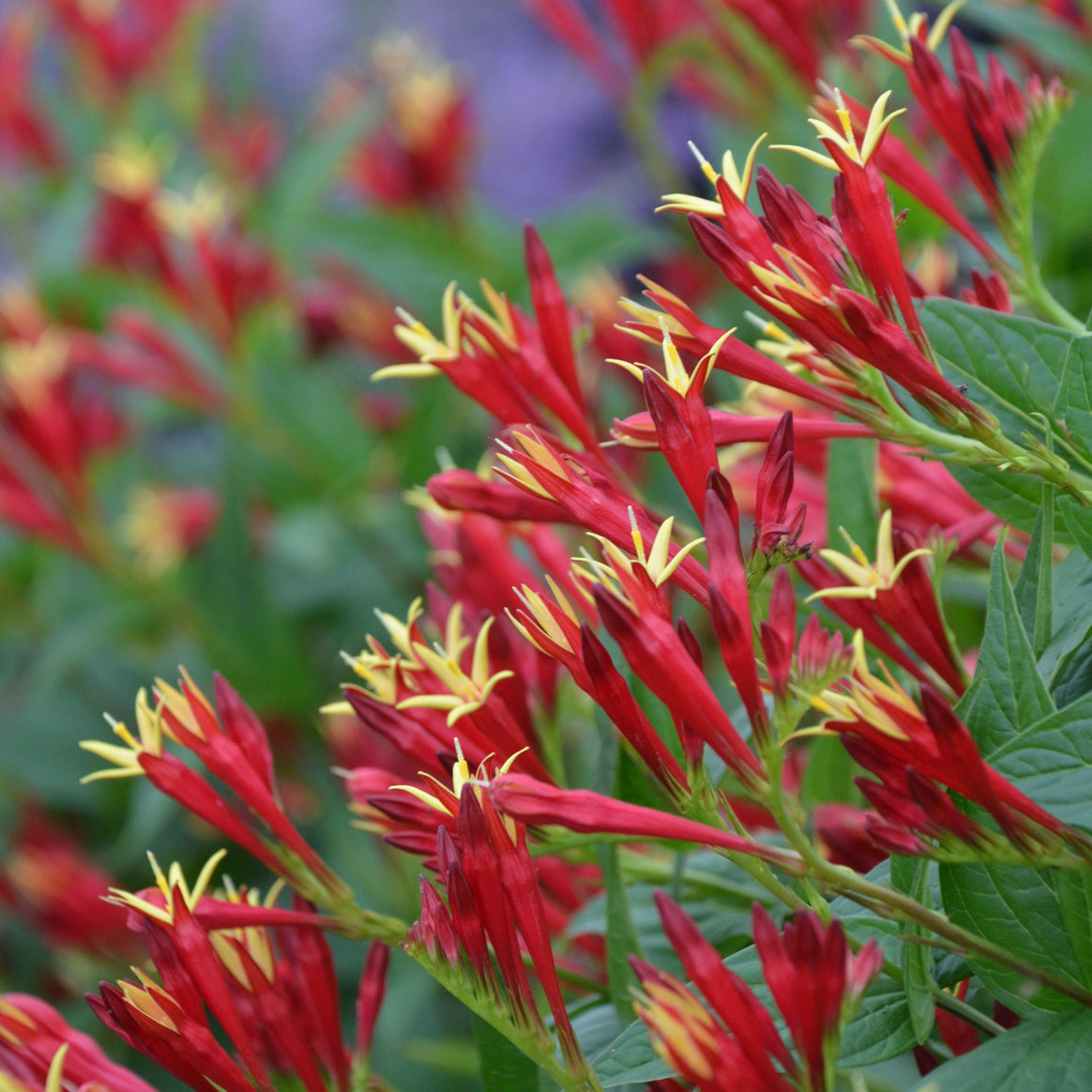 Cluster of Little Red Head Indian Pink flowers in full bloom with bright red and yellow contrast