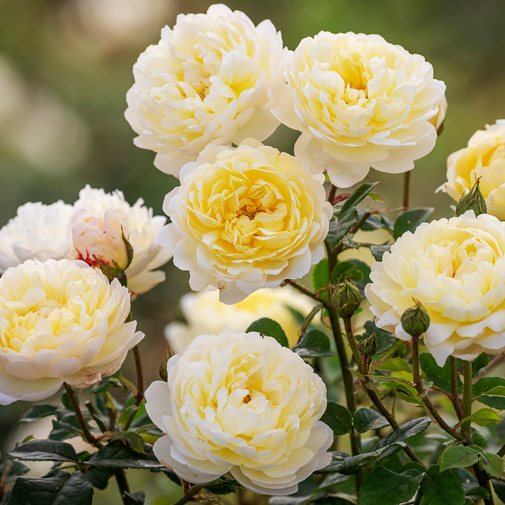 Cluster of Nye Bevan English Shrub Roses with open cuffed flowers in yellow shades, showing scallop-shaped, incurved petals and golden stamens.

