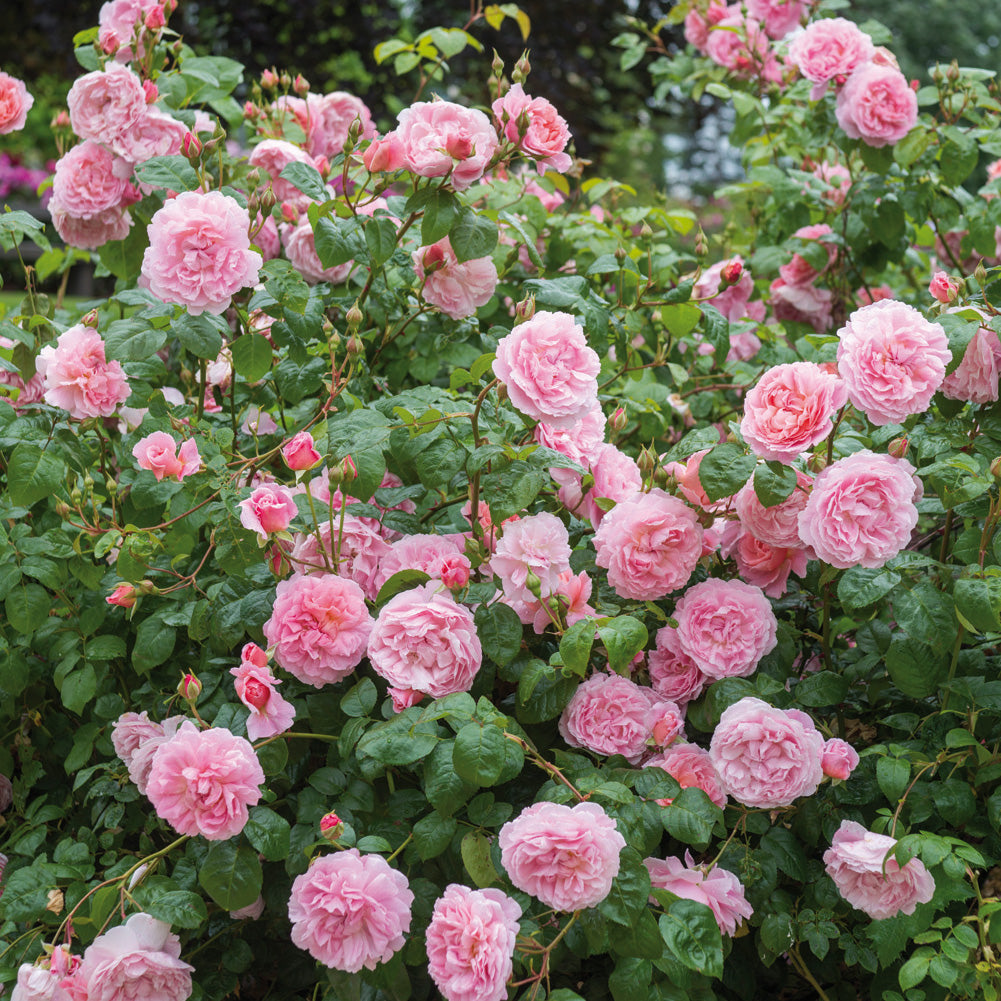 Cluster of cupped pink Strawberry Hill rose blooms with yellow stamens