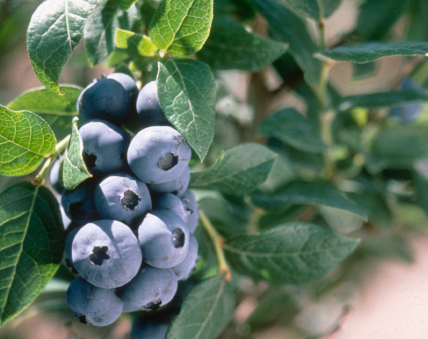 Cluster of dark blue Chandler Highbush blueberries on a bush with green leaves.