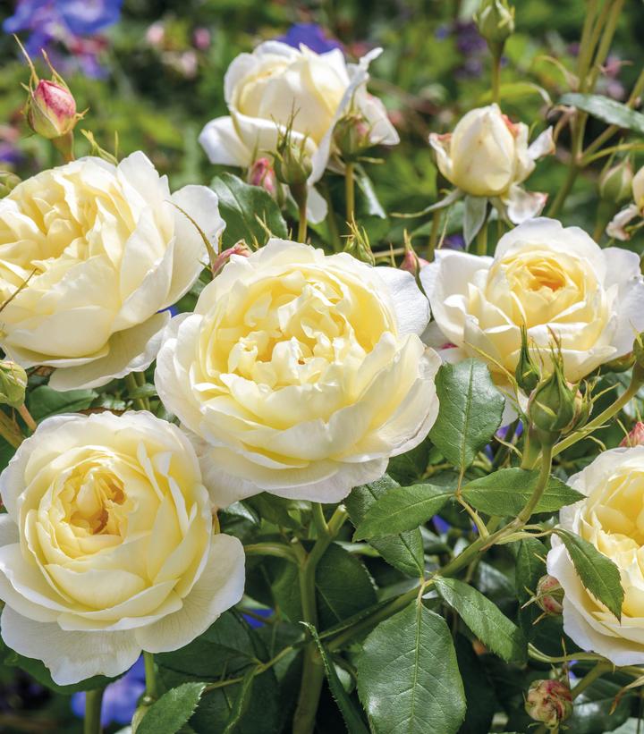 Cluster of fragrant English shrub roses with white and yellow blossoms, with green foliage in the background.