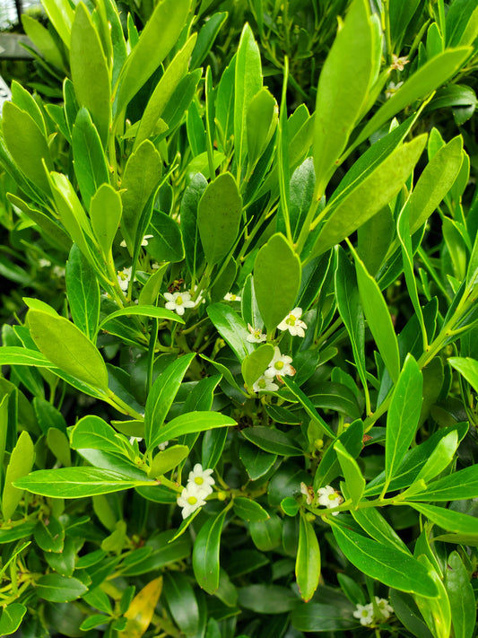 Cluster of green Inkberry bushes with dense foliage and small white flowers visible.