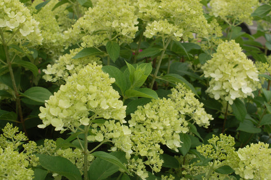 Cluster of green hydrangea flowers with white centers, surrounded by green leaves.