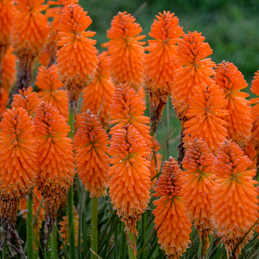 Cluster of orange flowers with a blurred green background