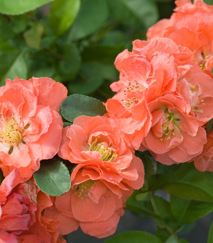 Cluster of peach quince flowers in bloom with green leaves in the background.