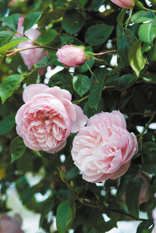 Cluster of pink English roses with green foliage in the background.