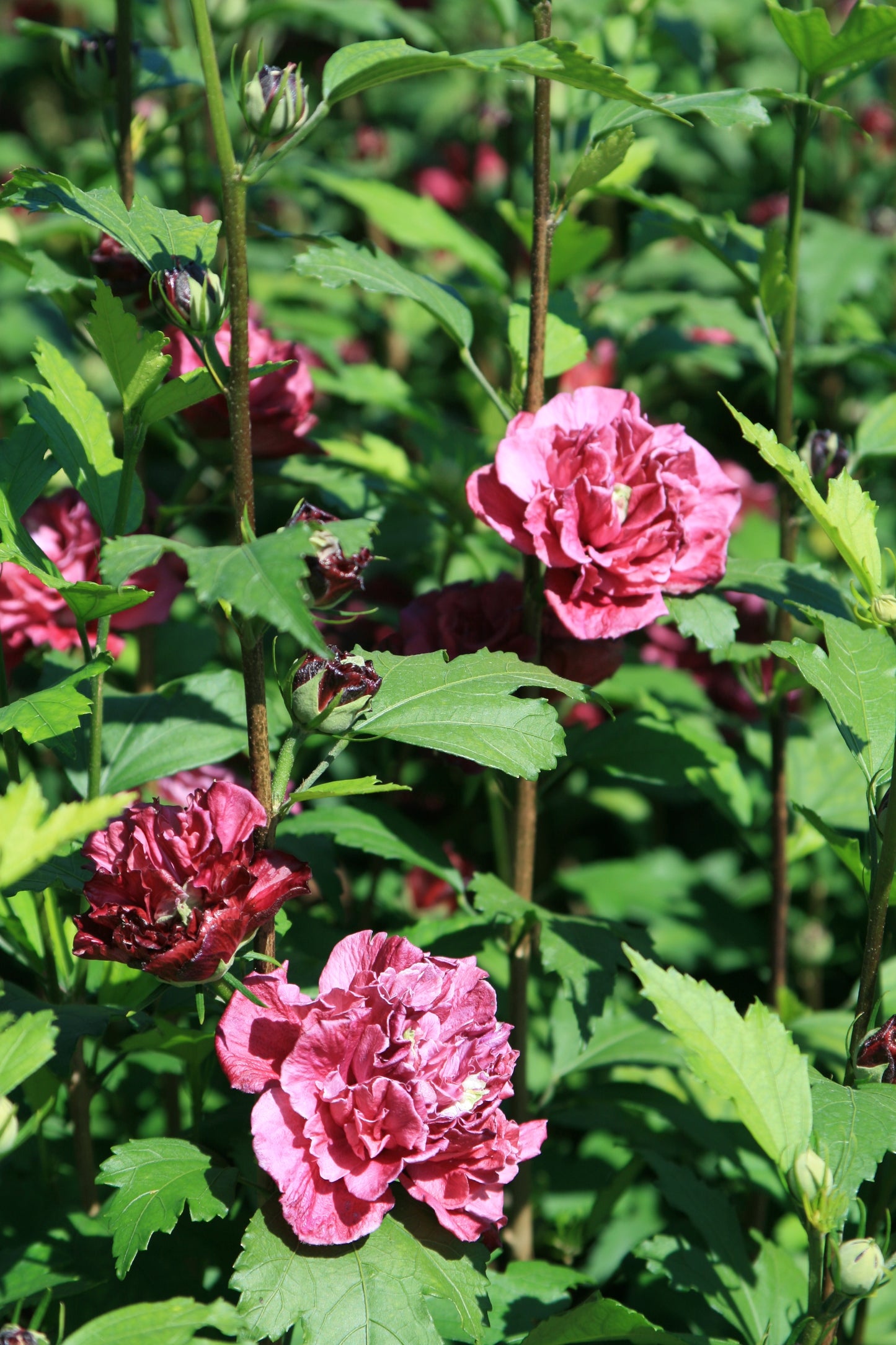 Cluster of red hibiscus flowers with green leaves.