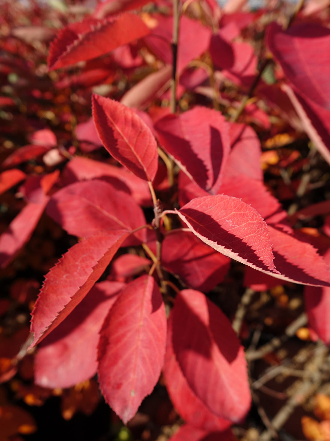 Autumn Brilliance Shadblow Serviceberry – Green Promise Farms