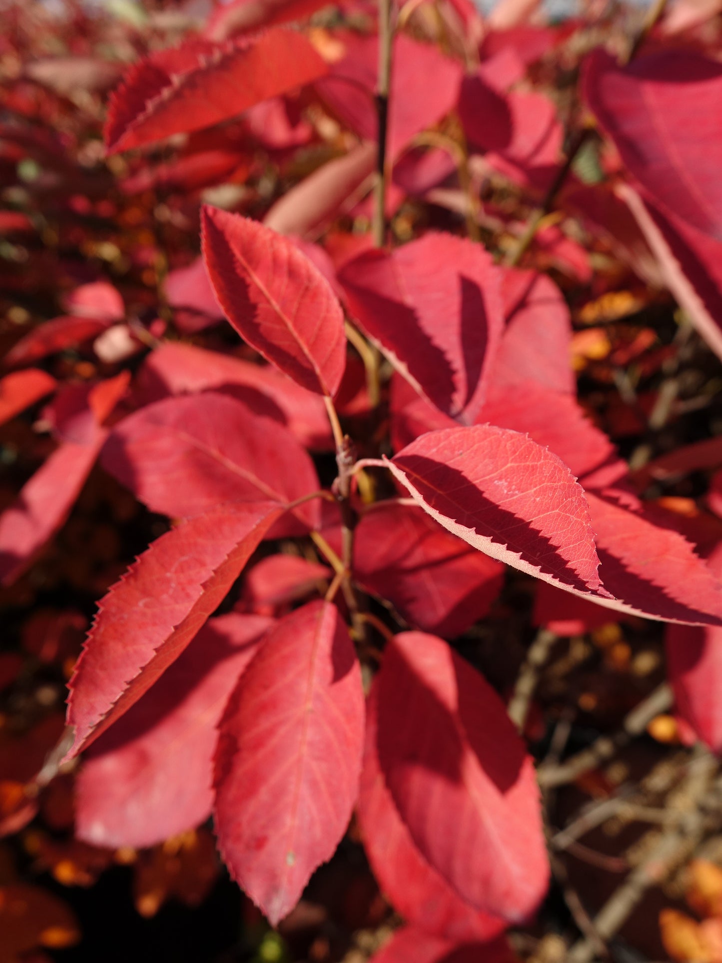Cluster of serviceberry trees with bright red leaves in fall.