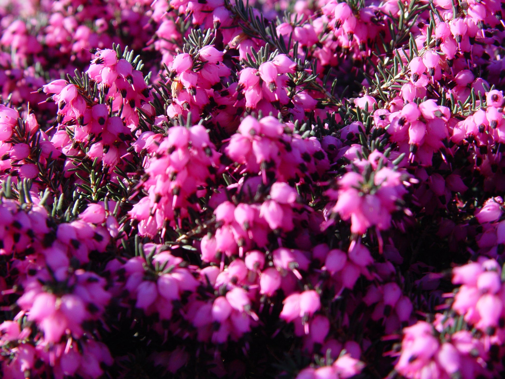 Cluster of small deep pink‑red heather flowers with green needle‑like foliage