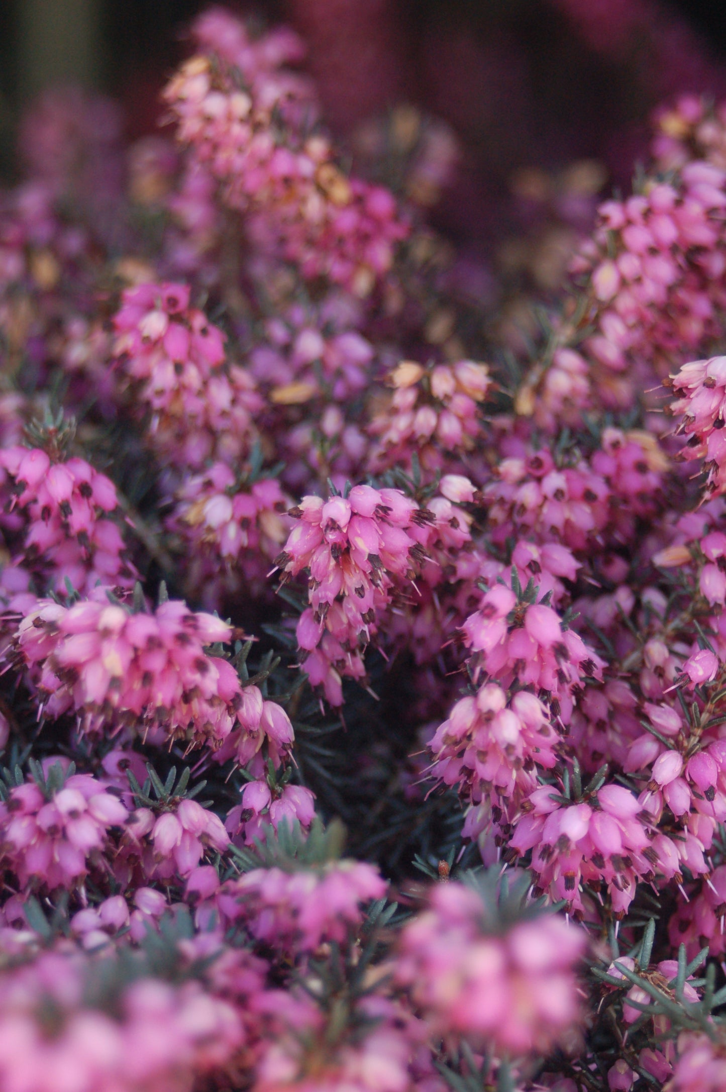 Cluster of small pink‑purple Erica ‘Kramer’s Red’ heather flowers with green needle‑like foliage