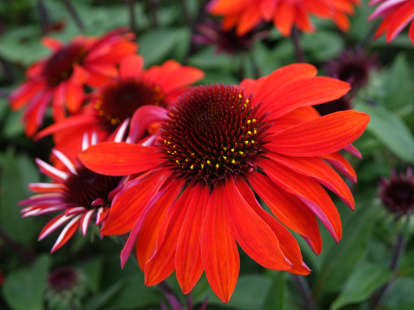 Cluster of vibrant red Sombrero Coneflowers with green foliage in the background.