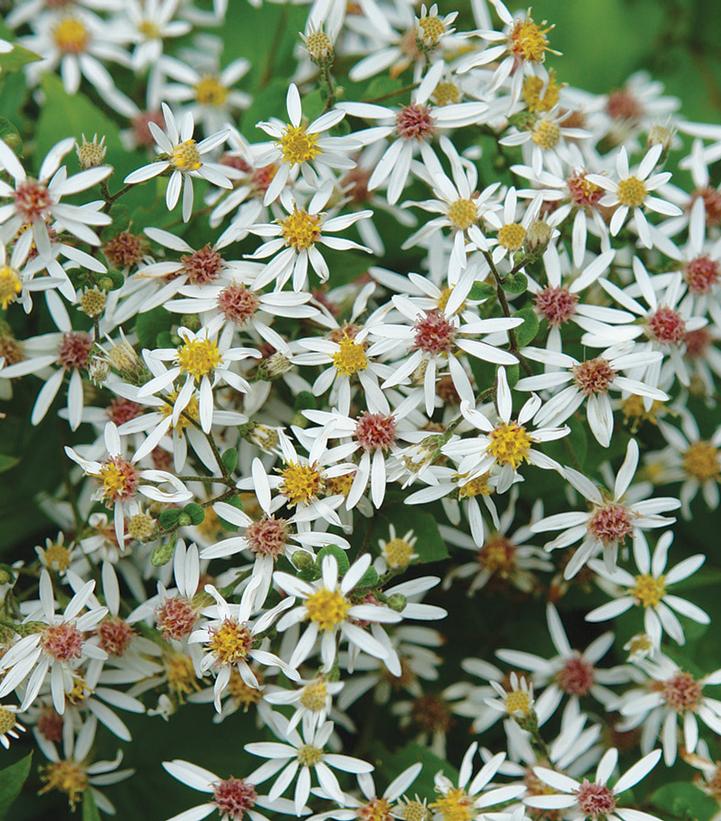 Cluster of white woodland aster flowers with yellow centers, growing on a plant with green foliage.