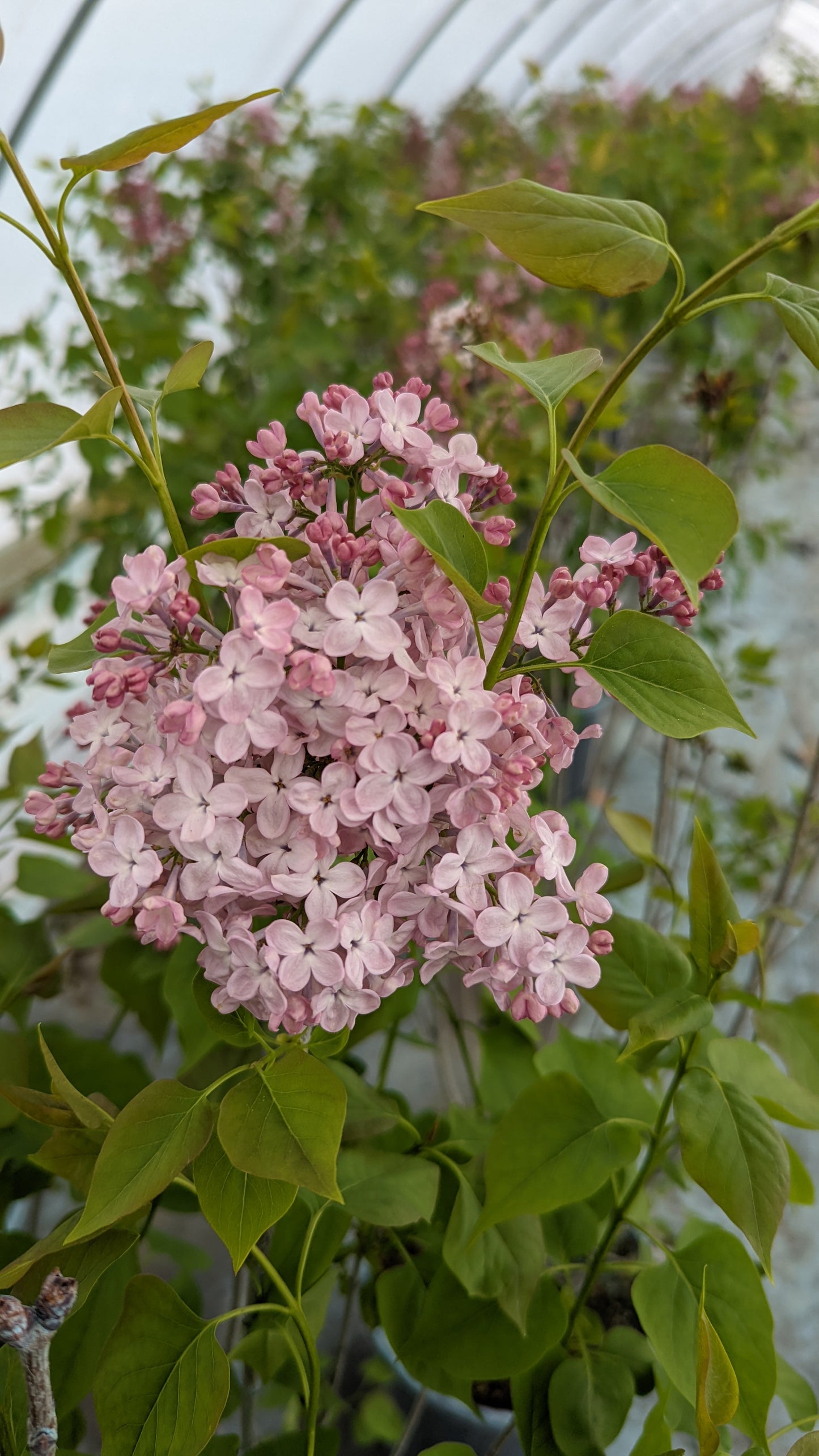 Clusters of pale pink blossoms on a Maidens Blush Lilac shrub with green leaves