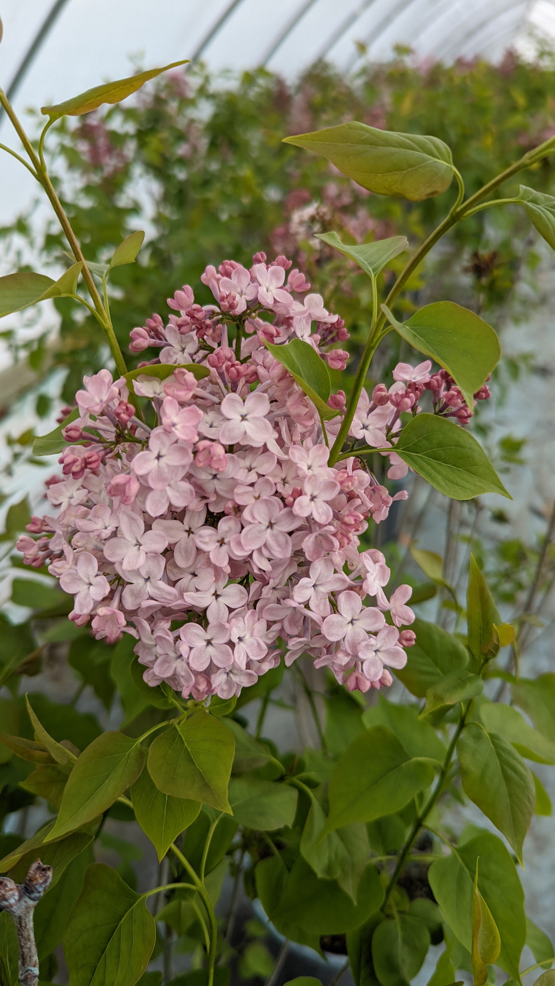 Clusters of pale pink blossoms on a Maidens Blush Lilac shrub with green leaves