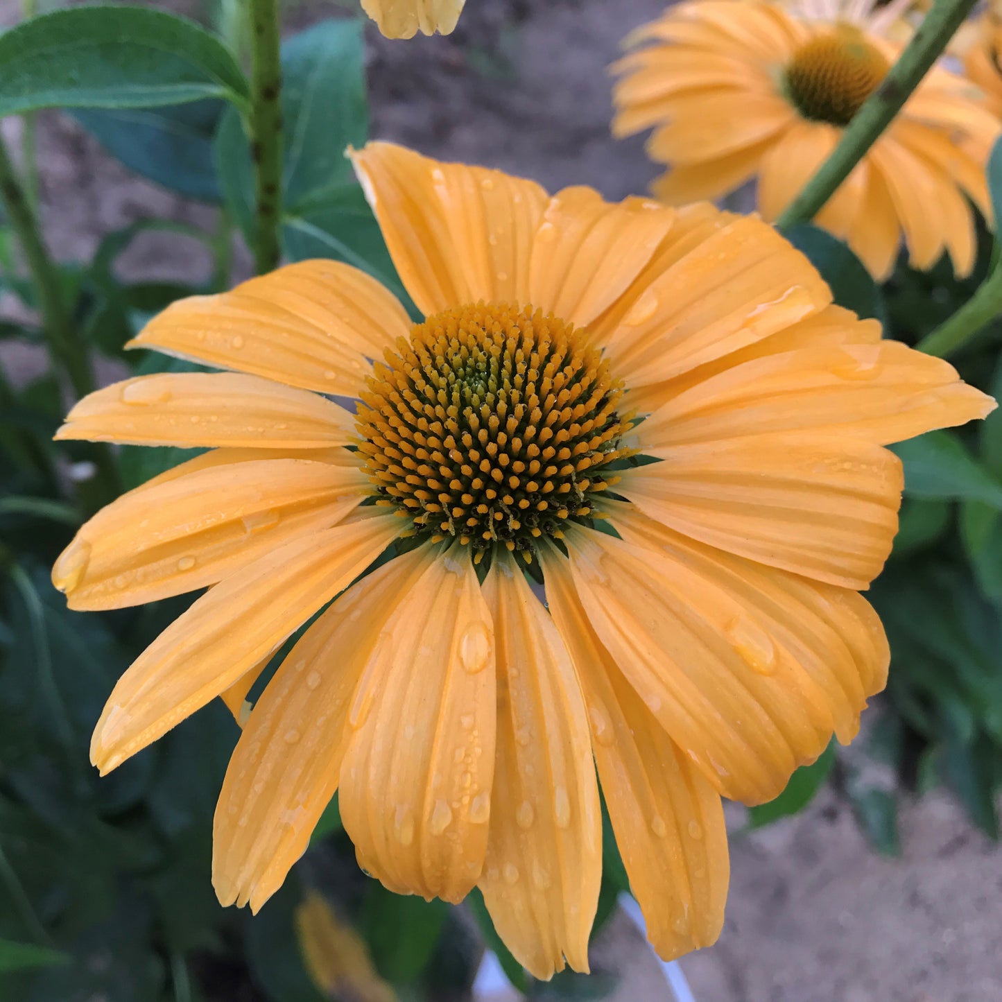 Color Coded One in a Melon Coneflower flower focus