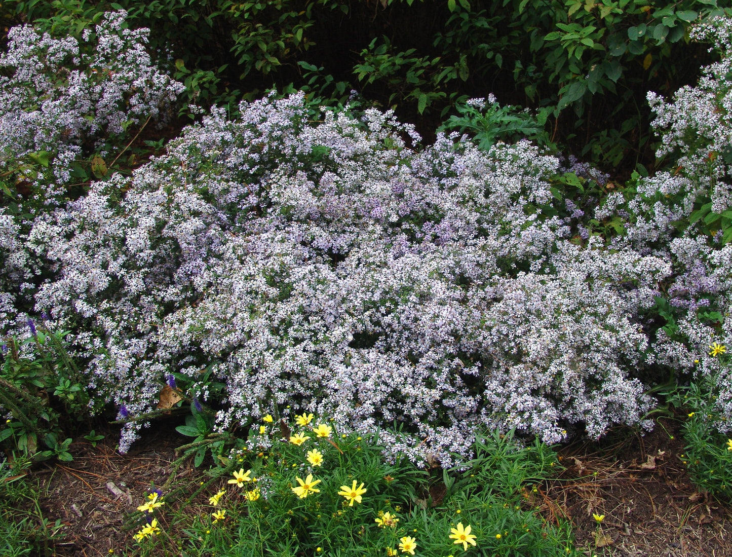 Common Blue Wood Aster as groundcover in the garden