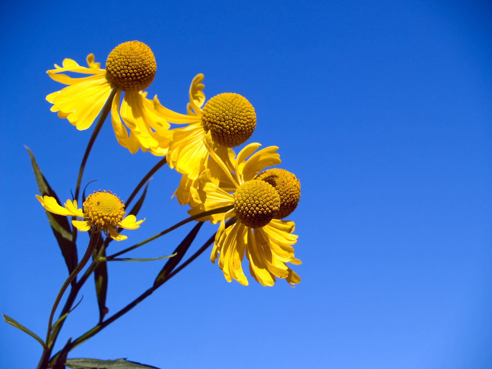 Common Sneezeweed yellow flowers