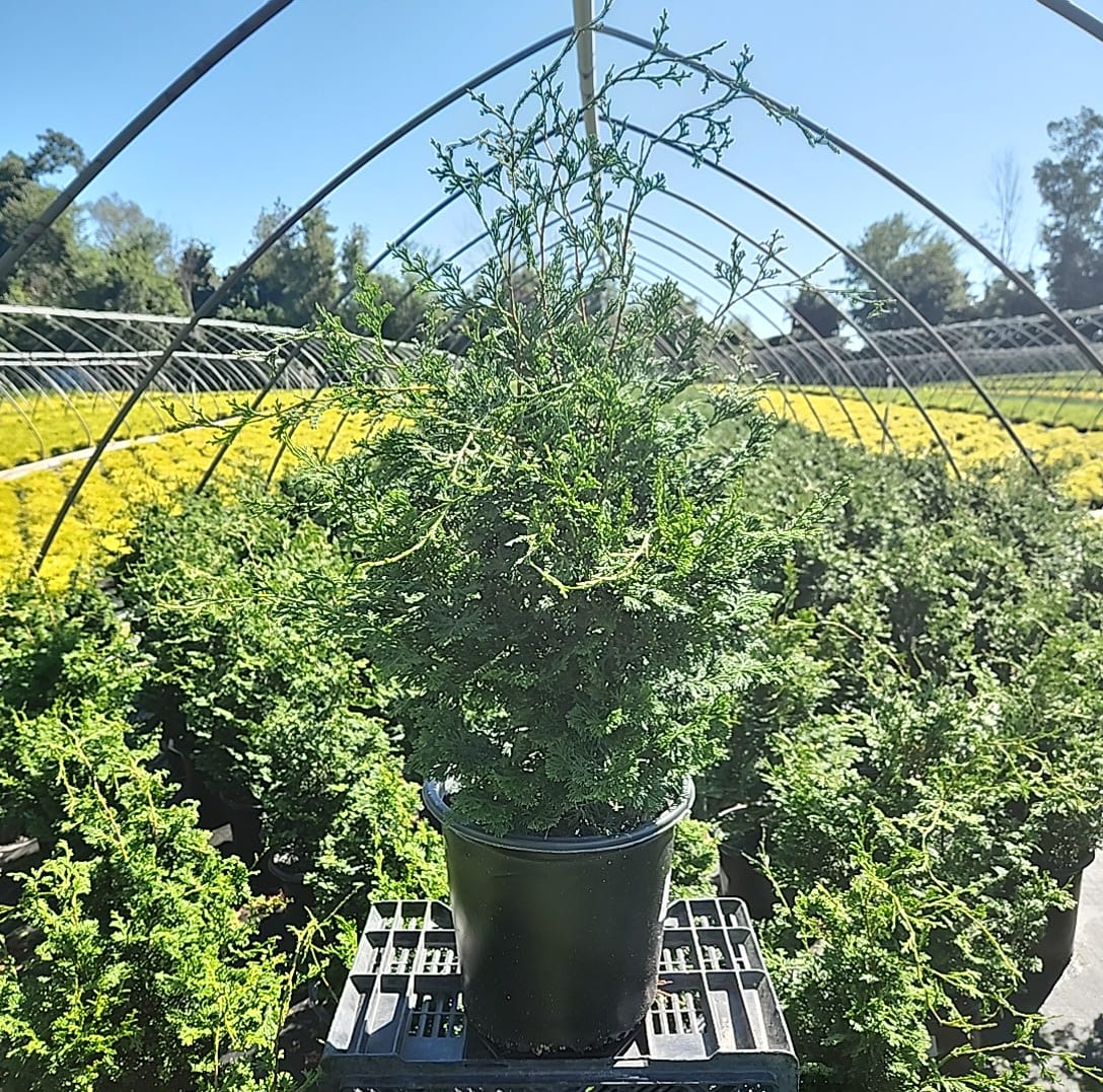 Compact Hinoki Cypress in nursery planter