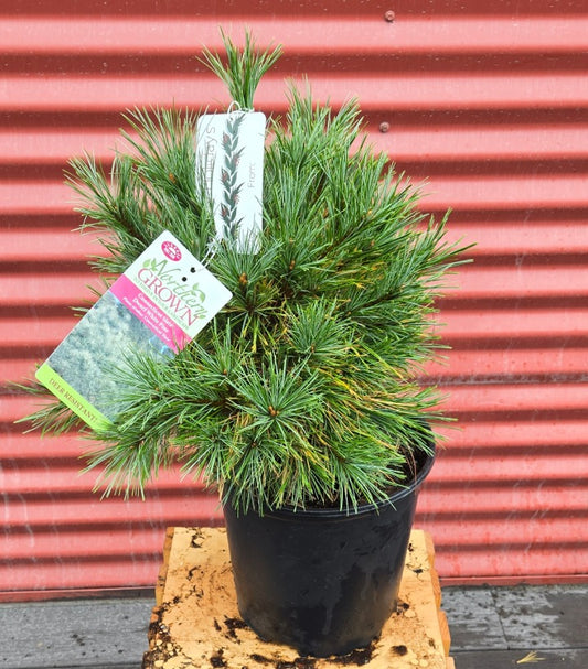 Connecticut Slate Dwarf White Pine in pot with plant tag