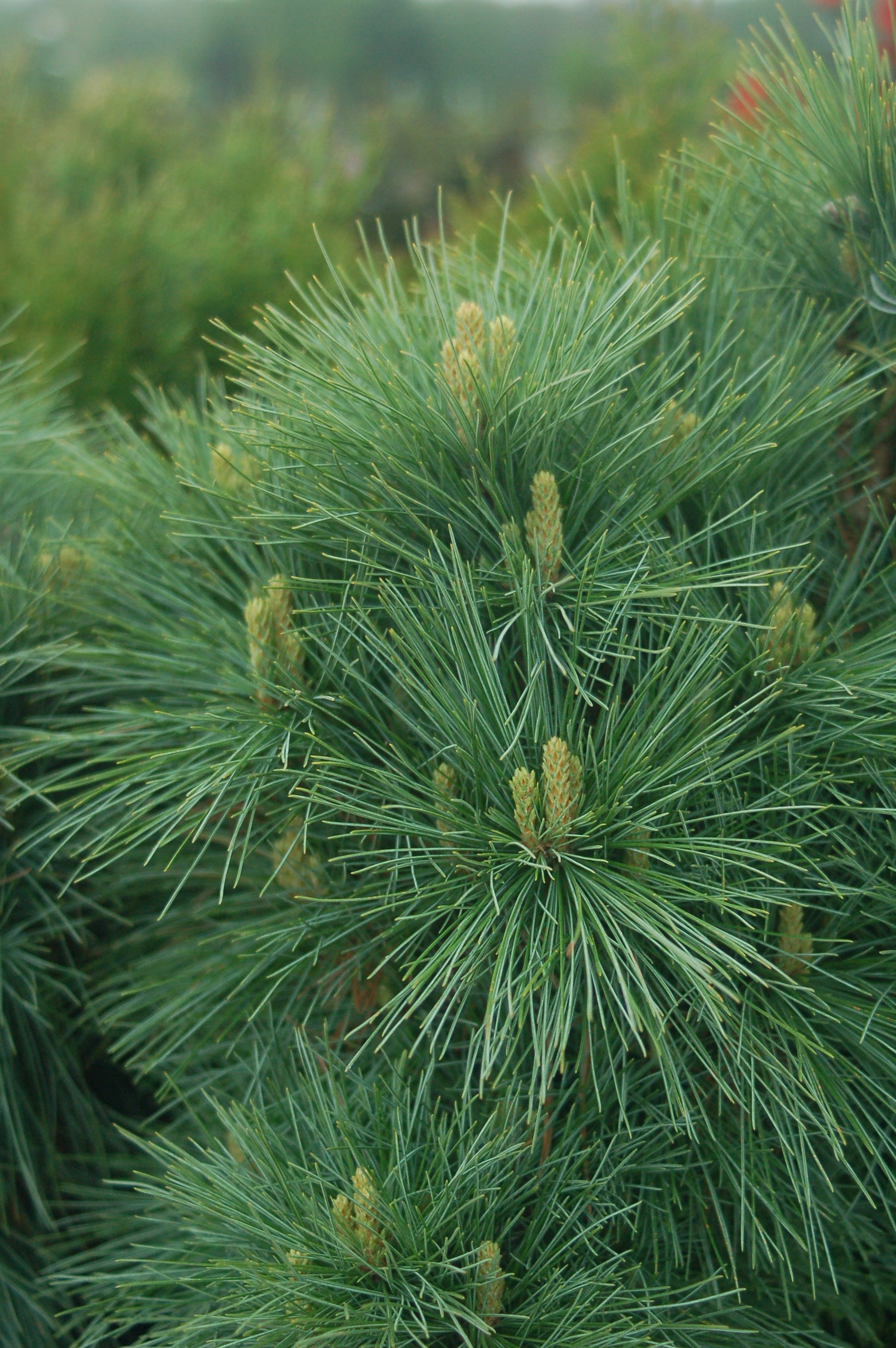 Connecticut Slate Dwarf White Pine with flower showing