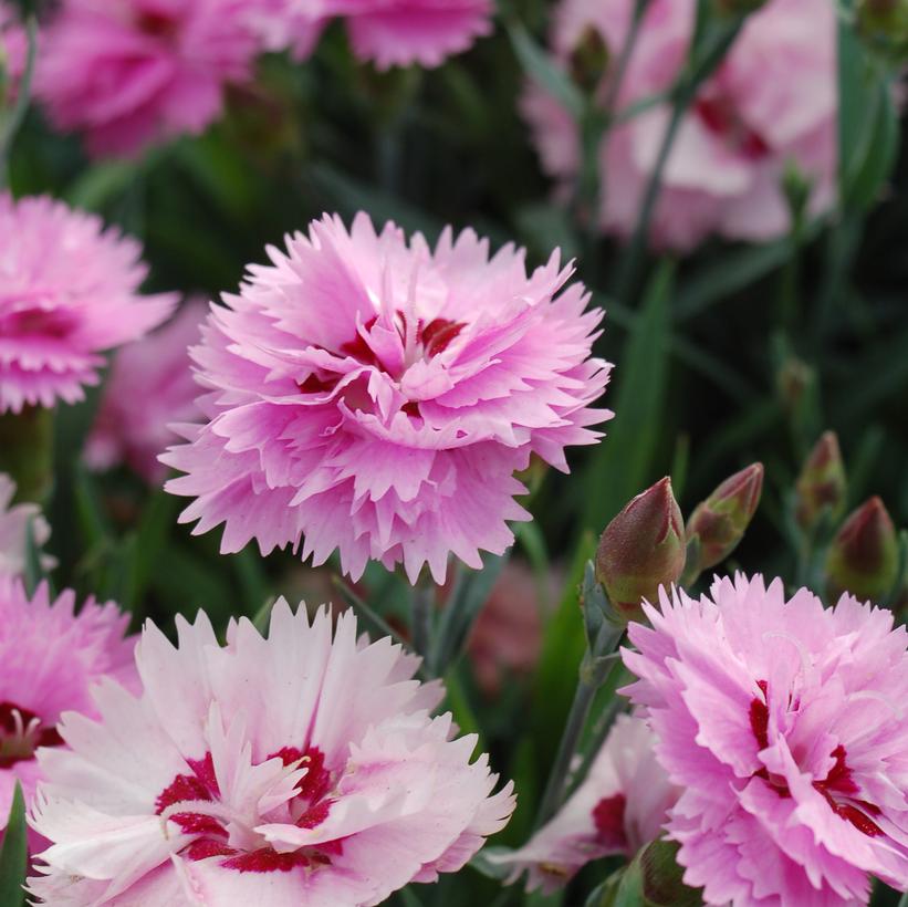 Continuous flowering pink-shaded lavender eye plants with green foliage in the background.