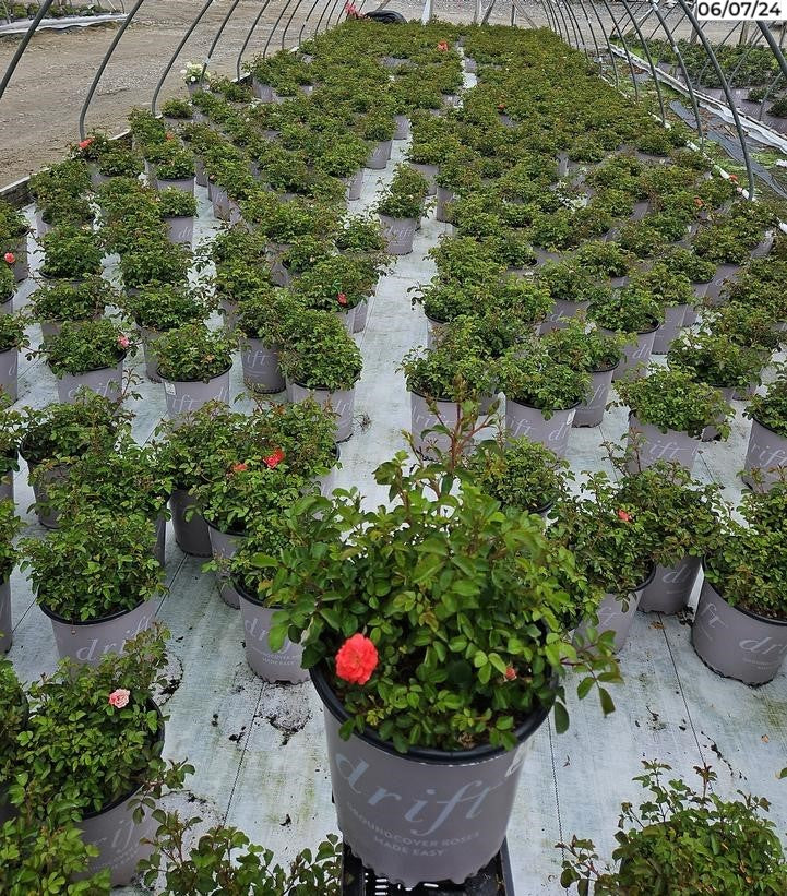 Coral Drift® Rose in nursery