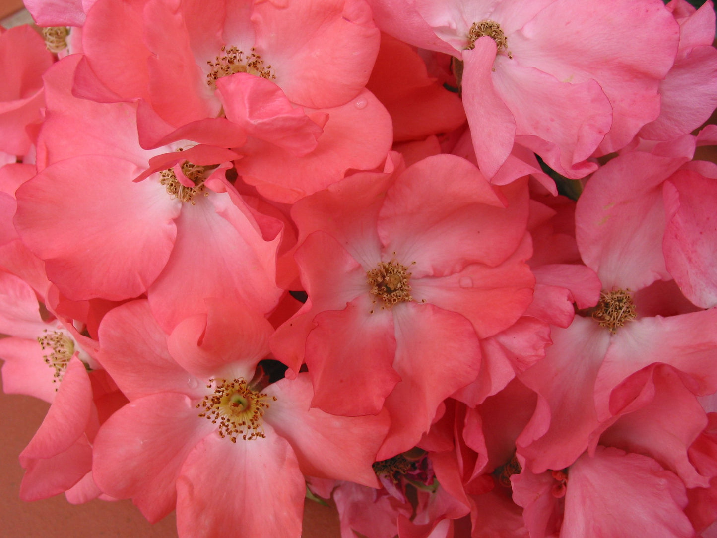 Coral Flower Carpet Rose flower petal close up