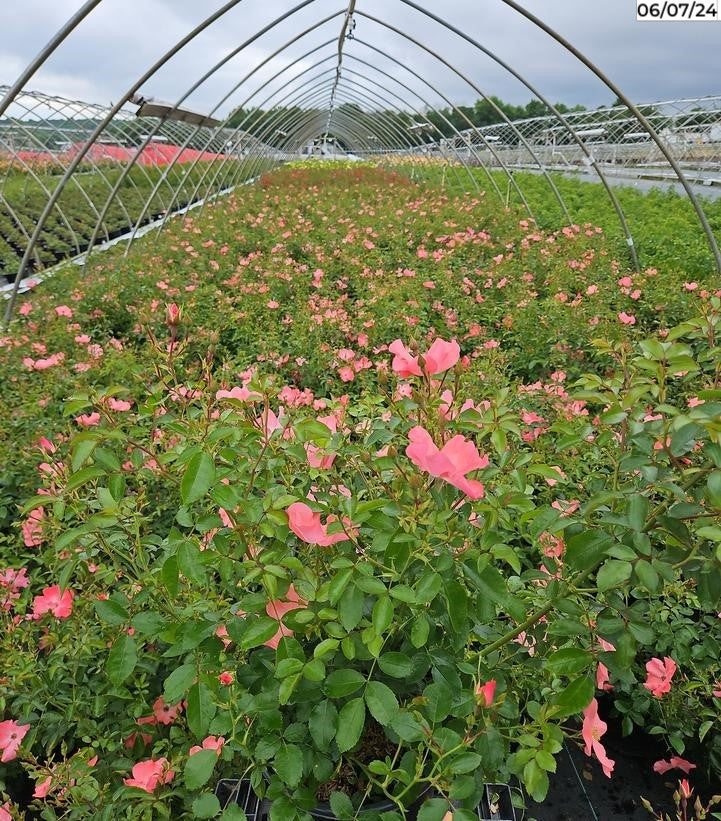 Coral Flower Carpet Rose in nursery