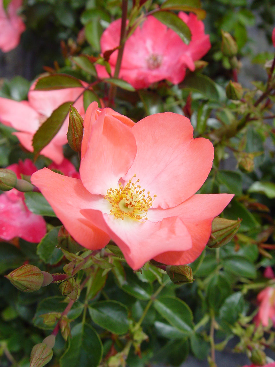Coral Flower Carpet Rose plant in trade pot with vibrant coral single blooms and glossy green foliage.